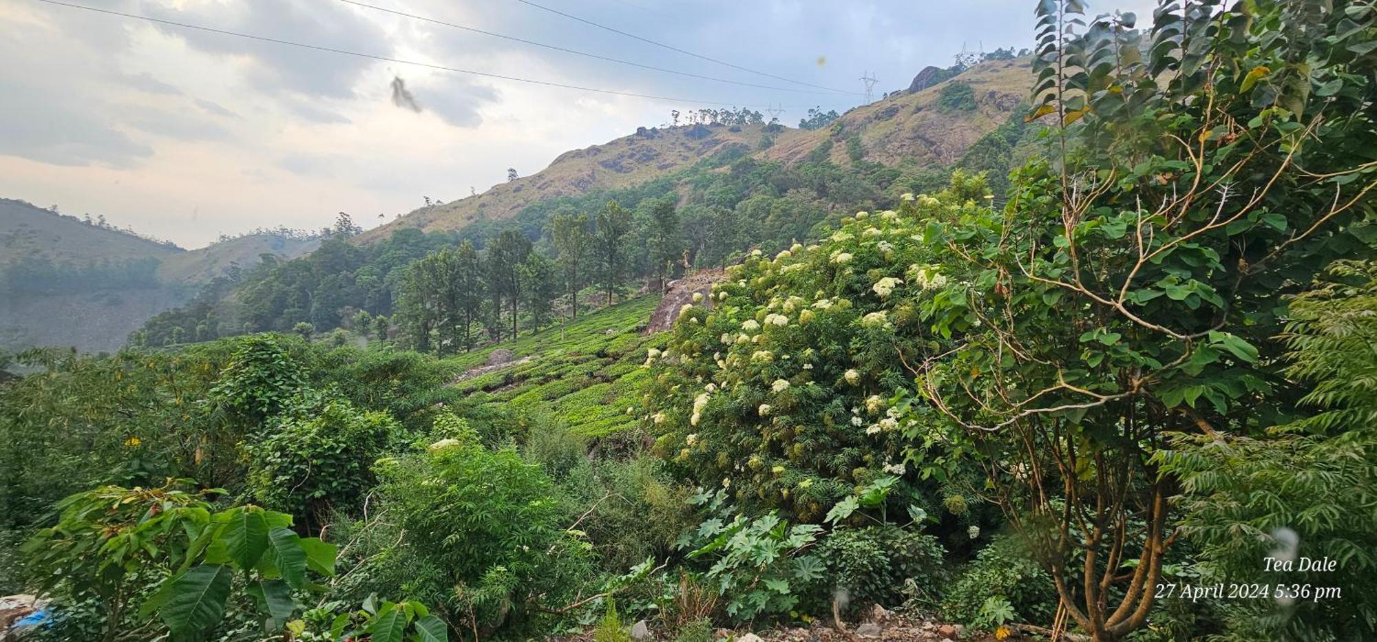 Tea Dale - All Rooms With Tea Estate View مونار المظهر الخارجي الصورة